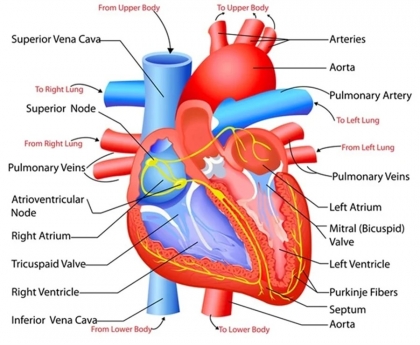 Structure and function of the heart